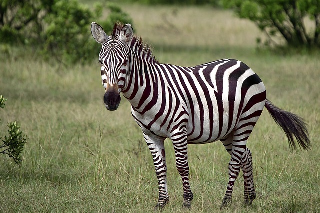 animal gf168e66a8 640