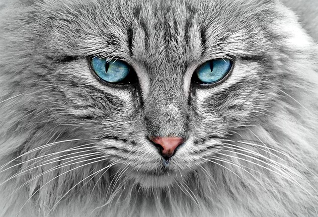 cat g8b0389cbb 640