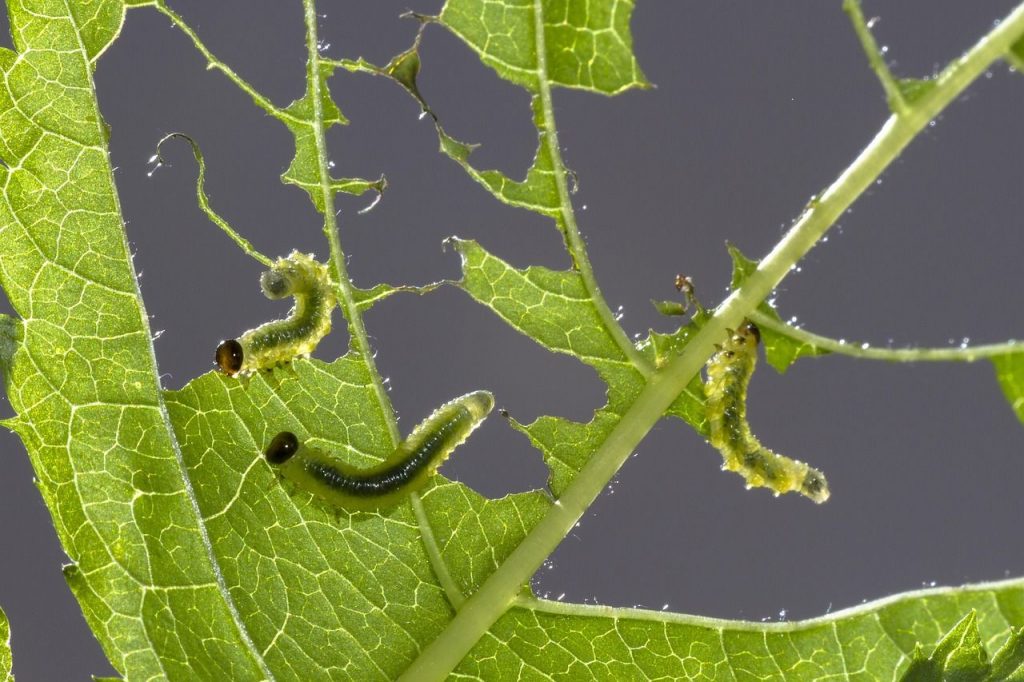 Pourquoi et comment les chenilles deviennent-elles des papillons ? 8 image 9