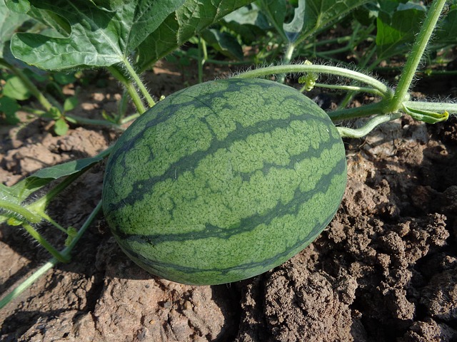 Pastèque : le super-aliment de l’été en 10 recettes rafraîchissantes et créatives 1 watermelon g5e630db6a 640