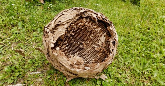 Comment éliminer un nid de frelons en toute sécurité ? 21 Normal 2025 08 07T152917.880 560x294 1