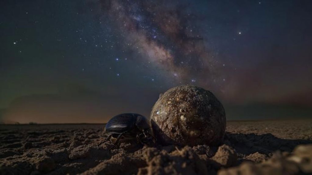 Tête dans les étoiles et pattes dans la bouse : ce scarabée bousier s’oriente grâce à la Voie lactée 3 image 48
