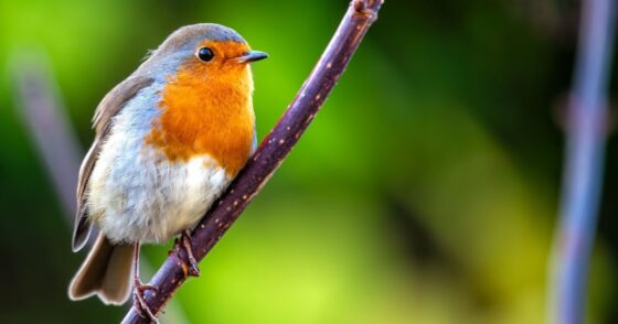 Astuces et conseils pour attirer les rouges-gorges dans votre jardin 16 Normal 2025 09 22T072322.953 560x294 1