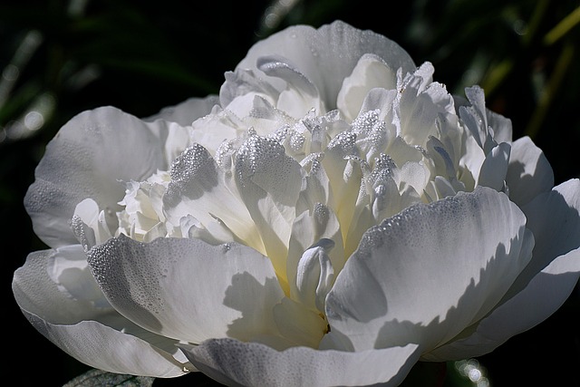 En automne plantez la pivoine, reine des bouquets de printemps ! 12 flower g627b7137a 640