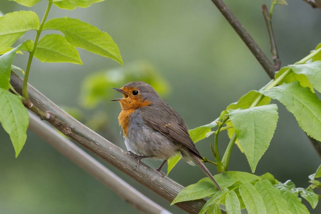 Vous trouvez que les oiseaux chantent plus tôt qu'avant? Vous avez raison et c'est de notre faute 6 image 56
