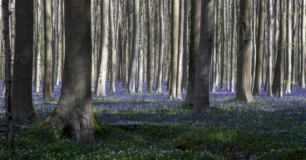 Quel avenir pour la forêt profonde ? 7 image 78