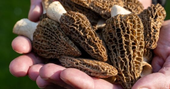 Et si vous faisiez pousser des morilles dans votre jardin ? 1 Normal 2025 09 24T075018.137 560x294 1