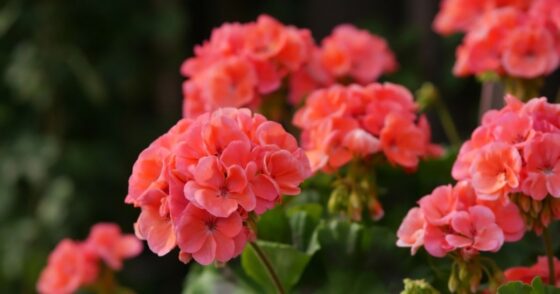 Plantez cette plante dès maintenant et elle fleurira tous les ans ! 14 Normal 2025 09 29T072634.090 560x294 1