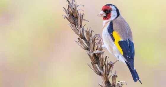 Ce superbe petit oiseau a besoin de notre aide dès cet automne pour survivre à l’hiver 7 Normal 2025 09 29T134403.195 560x294 1