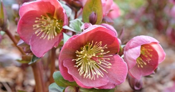 Plantez-la maintenant et cette superbe rose fleurira au cœur de l’hiver ! 31 Normal 2025 09 30T071736.778 560x294 1