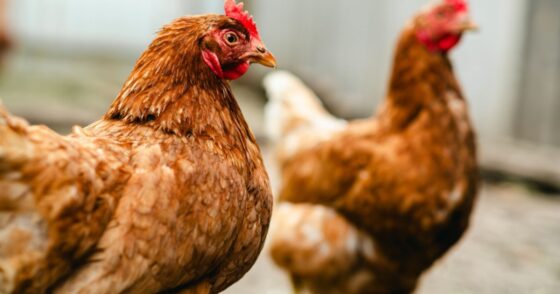 Combien d’années peut vivre une poule ? Les secrets d’une longévité insoupçonnée. 8 Normal 2025 09 30T091528.508 560x294 1