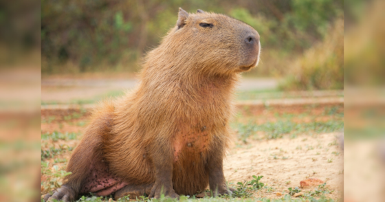 Avec ses 65 kg, cet animal est le plus gros rongeur du monde 15 Normal 93 560x294 1