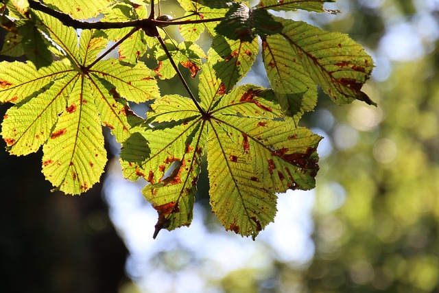 La saison des châtaignes : tout savoir pour une cueillette parfaite de ces trésors de l’automne ! 16 autumn g27b1f074e 640