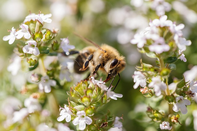 Le thym, un trésor du jardin aux multiples usages : secrets de récolte et d’utilisation 32 bee g2b4b073a8 640