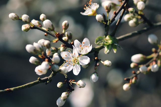 Quels arbustes et haies planter en automne pour protéger les oiseaux en hiver ? 15 blackthorn g4f2189651 640