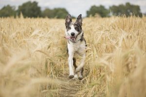 dog g56671ebca 640