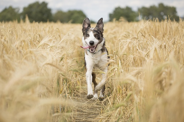 Comment conserver ses champignons ? 3 dog g56671ebca 640