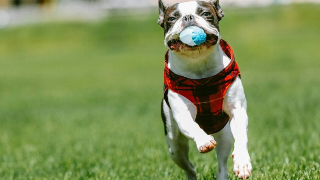 Pourquoi votre chien est-il fou de joie quand il vous voit aperçoit ? 1 image 6