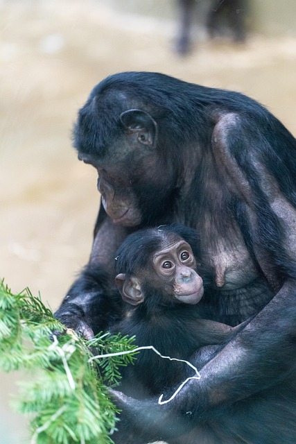 Jane Goodall : une vie dédiée aux chimpanzés et à la planète s’est éteinte 35 monkeys g19867e04e 640