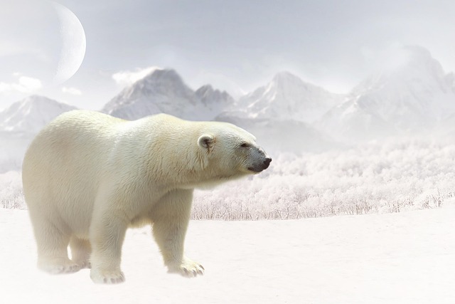 Corée du Sud : les ours-lune enfin protégés après des décennies d’exploitation 24 polar bear gd6cc8aa61 640