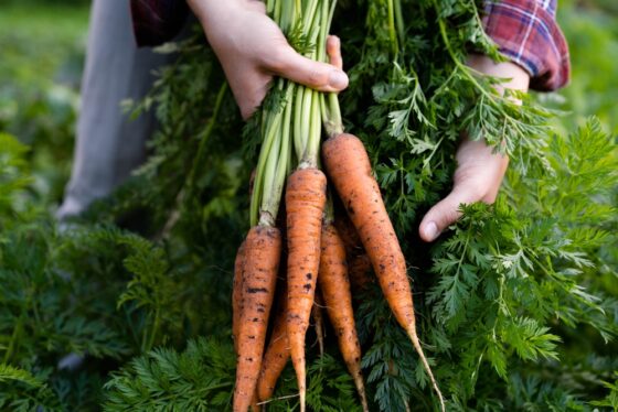 Comment garder vos carottes fraîches et croquantes plus longtemps ? Les astuces incontournables. 28 shutterstock 2436860855 560x374 1