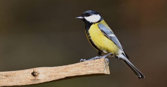 Plus fort que les graines, ce simple objet va attirer de très nombreux oiseaux dans votre jardin 13 Normal 2025 11 04T074320.981 560x294 1