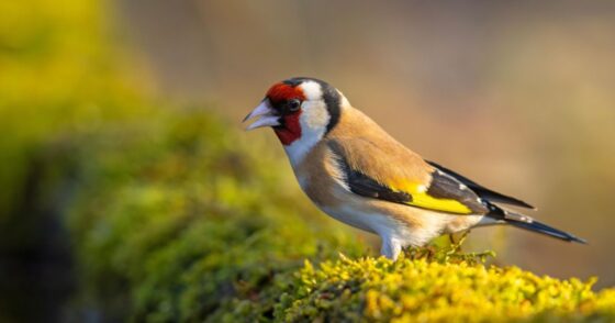 Normal 2025 12 03T170126.582 560x294 1