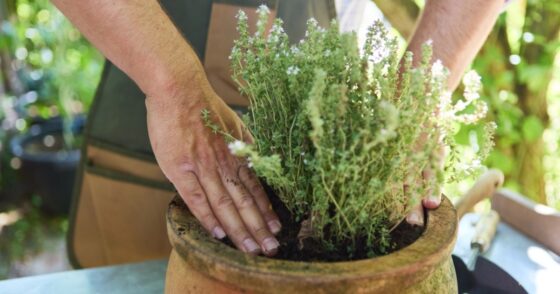 Normal 2025 12 08T080006.884 560x294 1