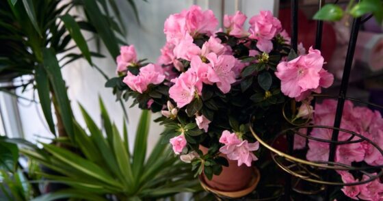 Normal 2025 12 08T101512.410 560x294 1