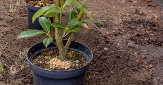 Normal 2025 12 09T090227.487 560x294 1