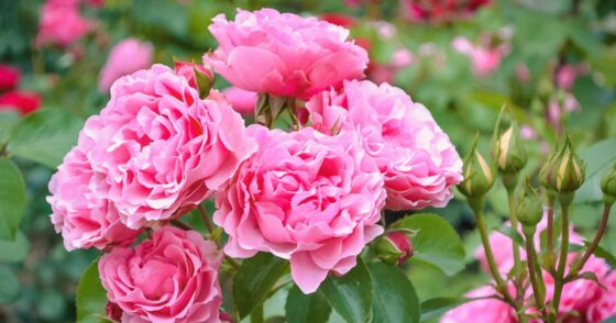 Normal 2025 12 09T105843.435 560x294 1