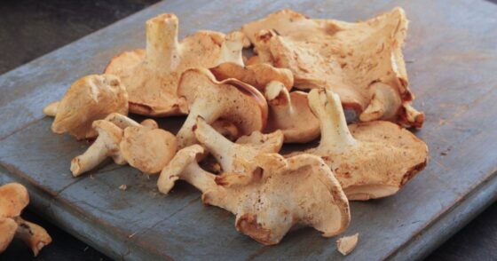 Normal 2025 12 09T163041.153 560x294 1