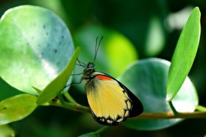 butterfly g9fcea99b2 640