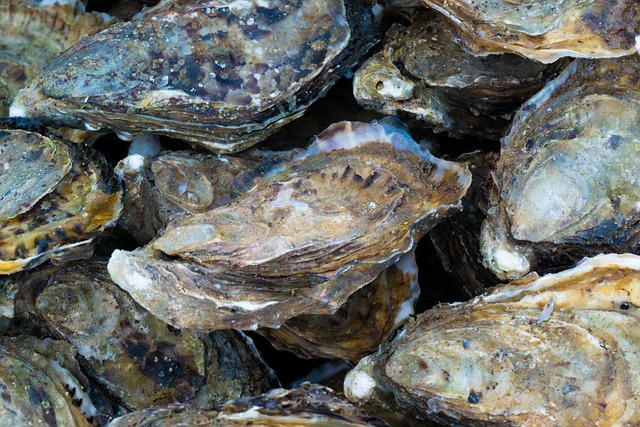 oysters g21487a305 640