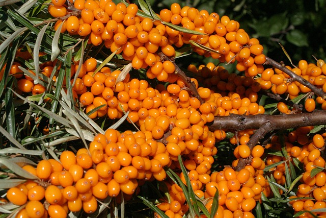 sea buckthorn g7cb605f01 640