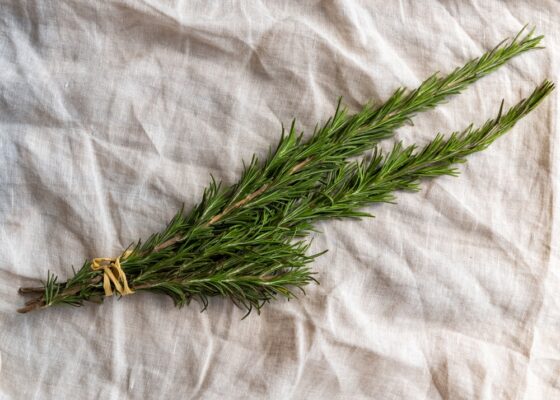 shutterstock 2307826987 560x400 1