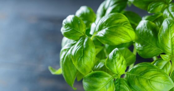 Normal 2025 12 30T082749.510 560x294 1