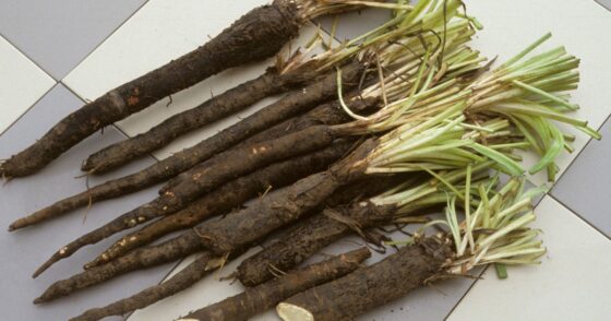 Normal 2025 12 30T084445.439 560x294 1