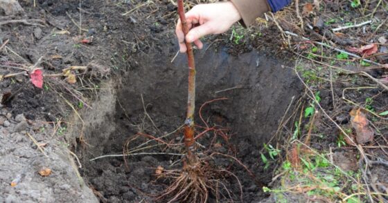 Normal 2026 01 13T072031.980 560x294 1