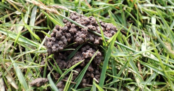 Normal 2026 01 20T074213.684 560x294 1