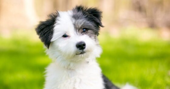 Normal 2026 01 20T100110.245 560x294 1