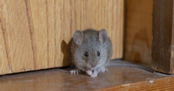 Normal 2026 01 23T070907.039 560x294 1