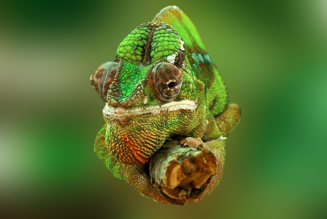 chameleon ga0d3e18b9 640