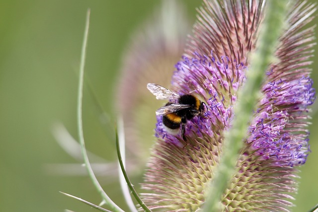 dark earth bumblebee g3bbf4c7d7 640