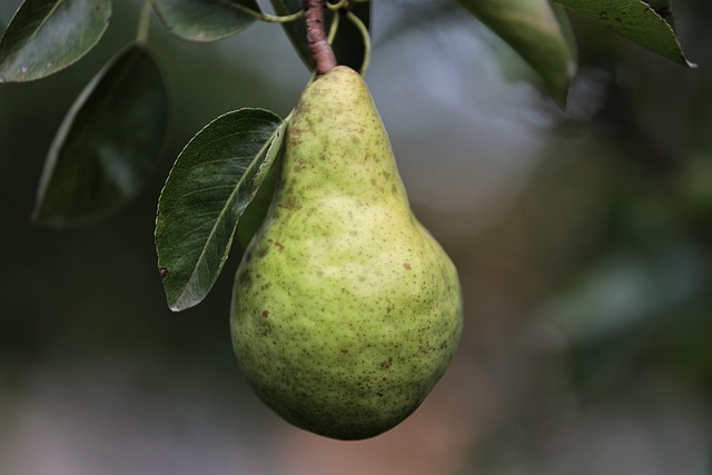 pear g46d6ae924 640