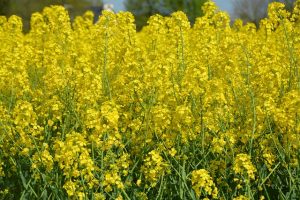 rapeseed gc9f75e4d0 640