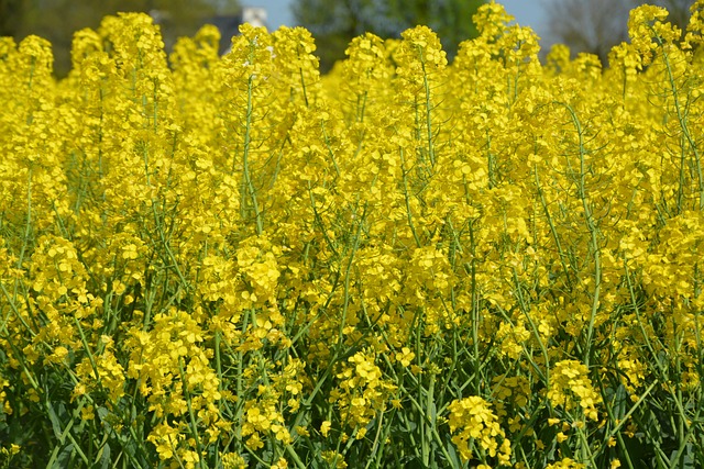 rapeseed gc9f75e4d0 640
