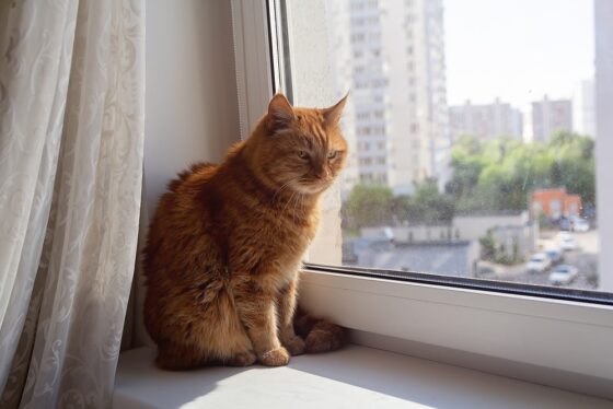 shutterstock 2551456493 560x374 1