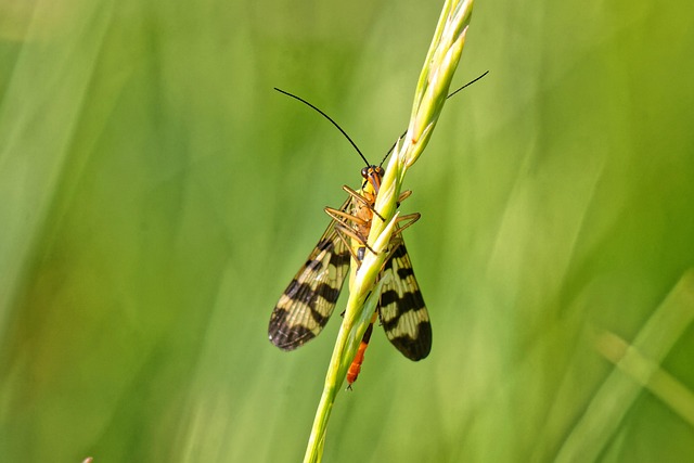 summer gf5d619434 640