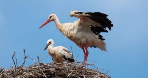 Normal 2026 01 21T105841.565 560x294 1